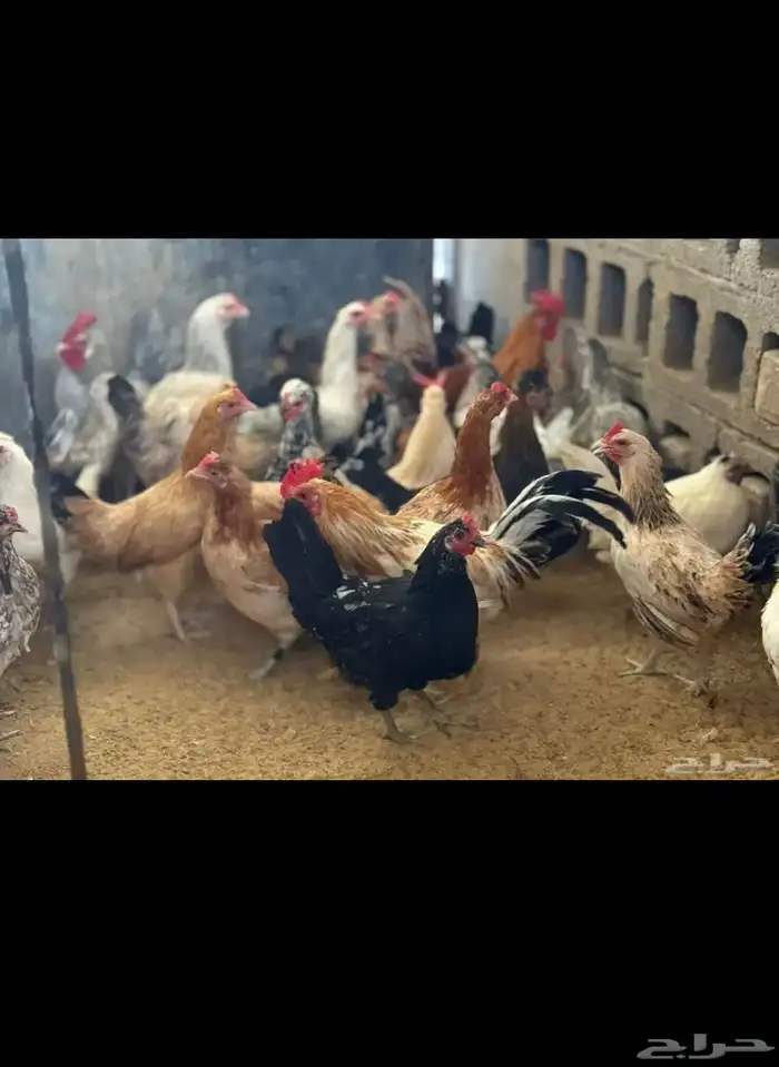 دجاج وديوك 0