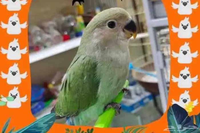 ابغى فرخ روز نهاية فطام 0