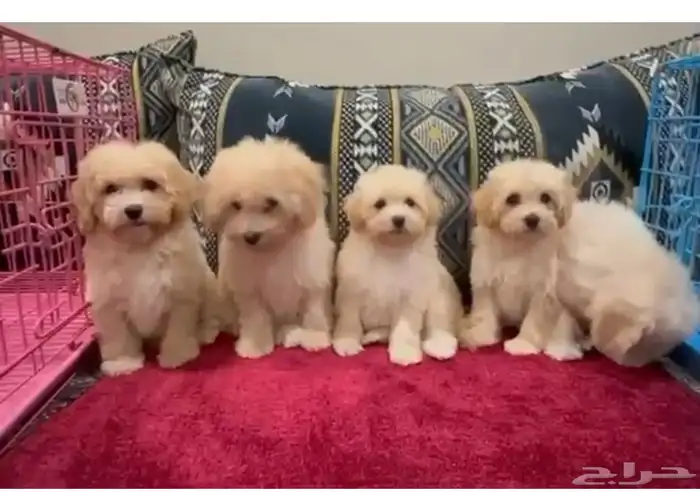 جراوي بودل لون ابيض 0