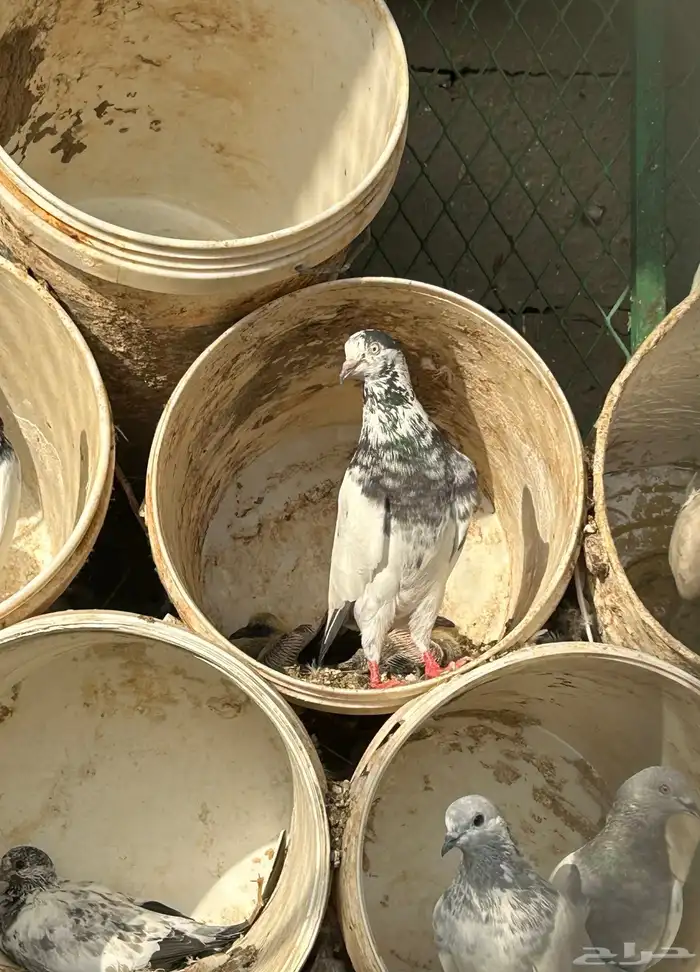 حمام باكستاني ( طيار) 4