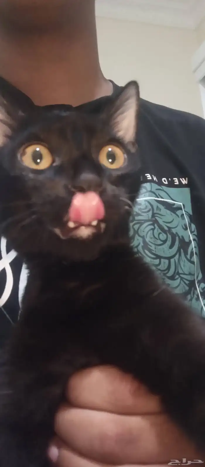 قط للتبني اسود بلدي 0