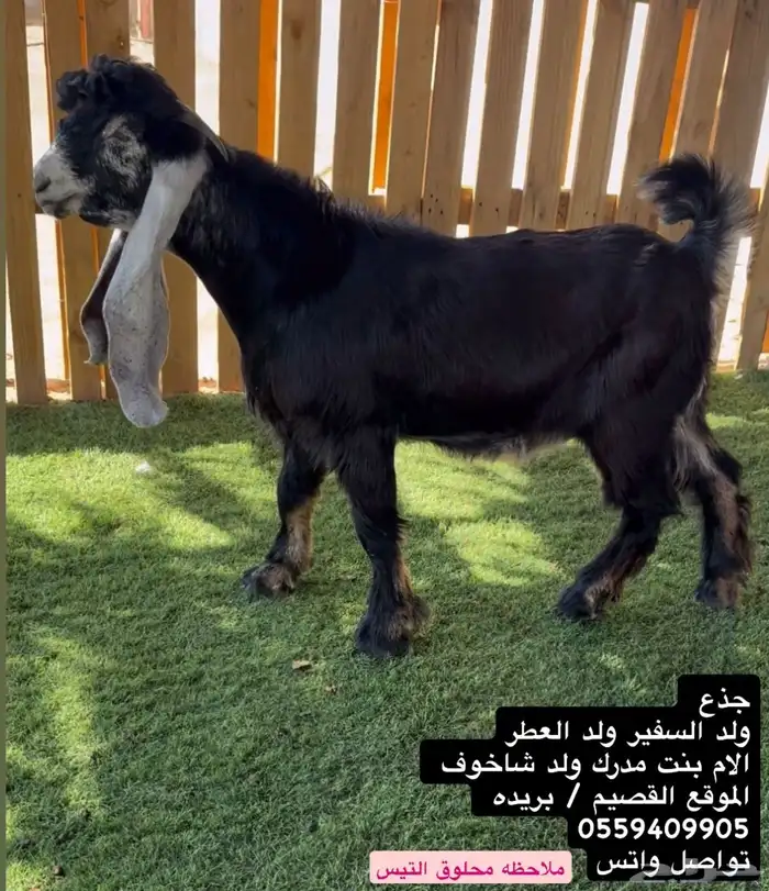 تيس جذع فاخر 0