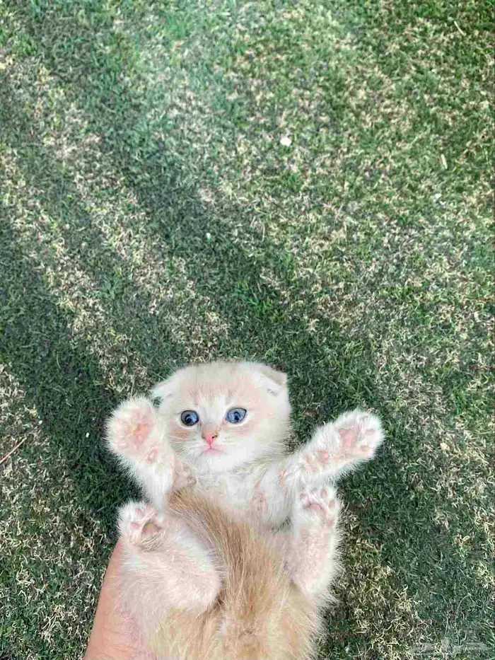 كيتن سكوتش فولد مطعمين مدربين للبيع ولايوجد تبني 11