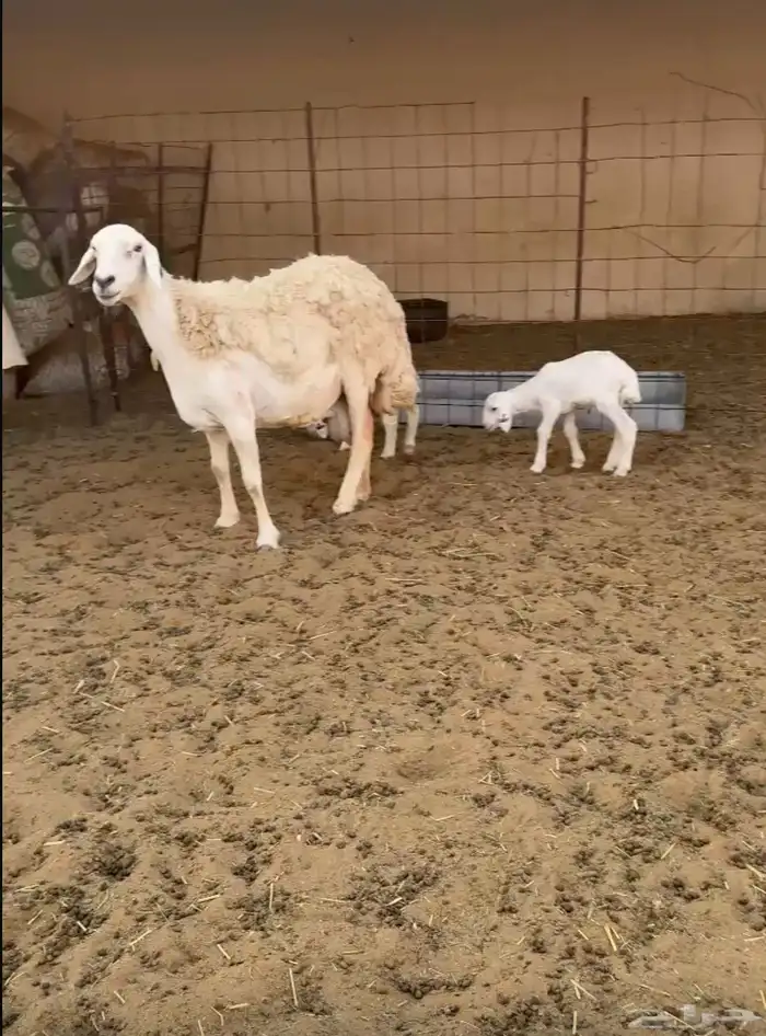 شاة حرية صنف متاومة 3