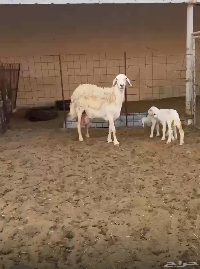 شاة حرية صنف متاومة 1