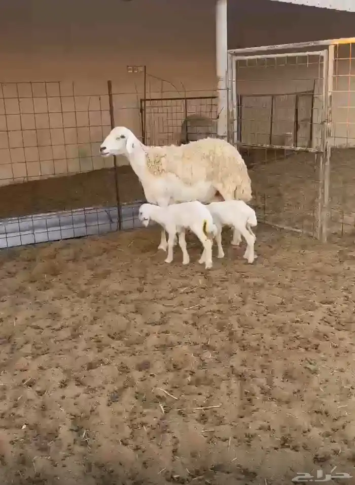 شاة حرية صنف متاومة 0