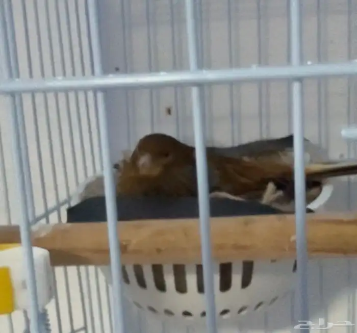 جوز كناري سوري ماي ورد 2