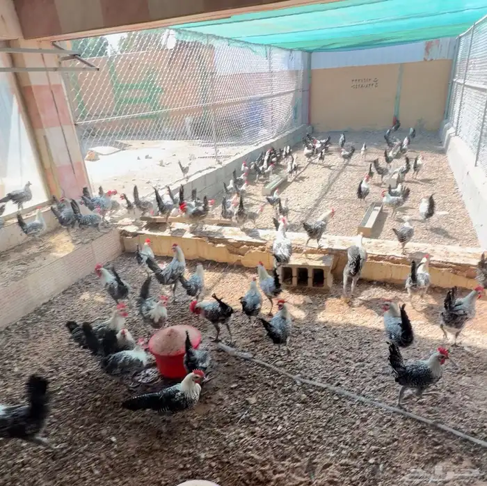 ديكة للبيع عمر 4-5 شهور العدد 400 ( فيومي وبلدي ) 0