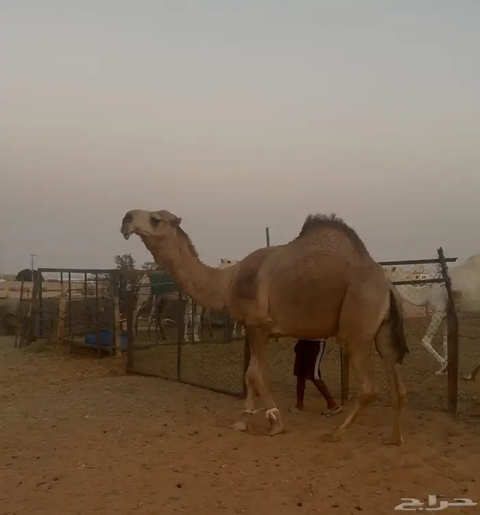 للبيع بعير أحمر باتلي 0