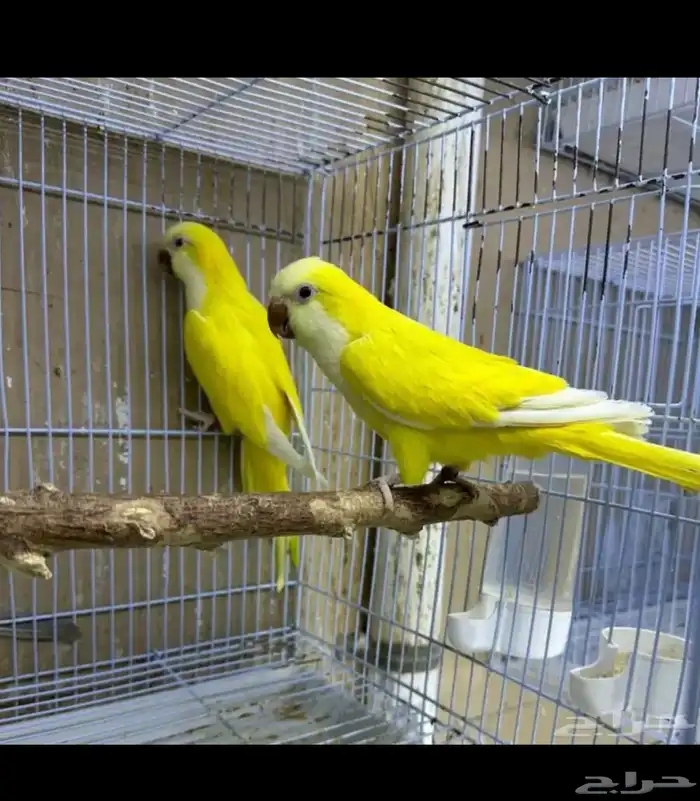 عشه كويكر اجواز حقت انتجه 1