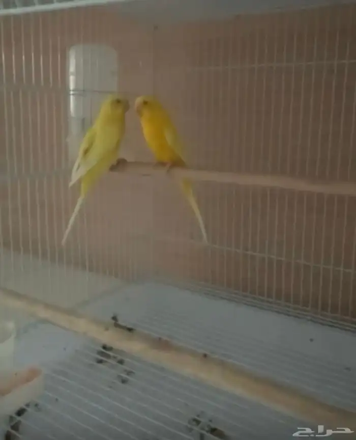 ازواج بادجي تحتها فروخ البينو ولاتينو عدد خمسه ازواج 0