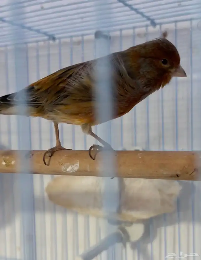 جوز كناري سوري ماي ورد 0