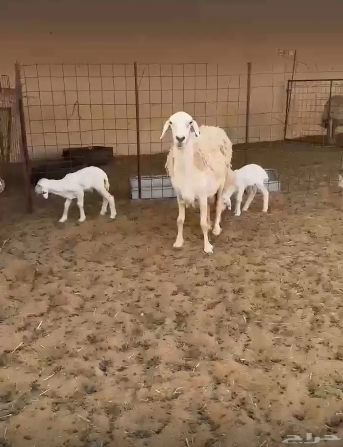 شاة حرية صنف متاومة 2