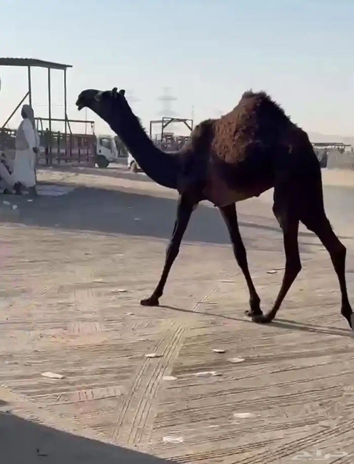 بكره فرديه 1