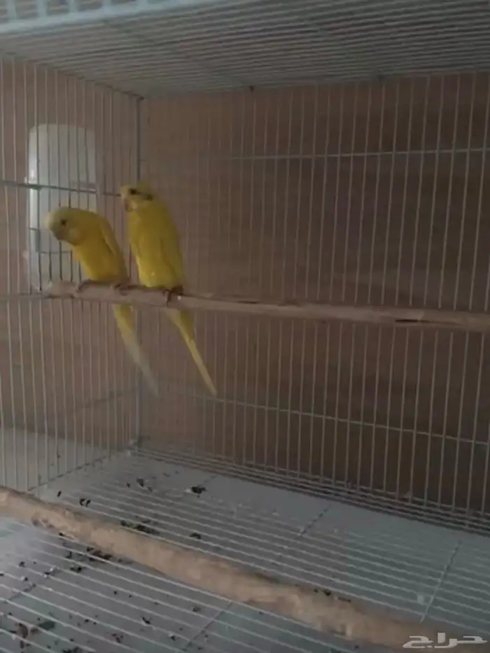 ازواج بادجي تحتها فروخ البينو ولاتينو عدد خمسه ازواج 2