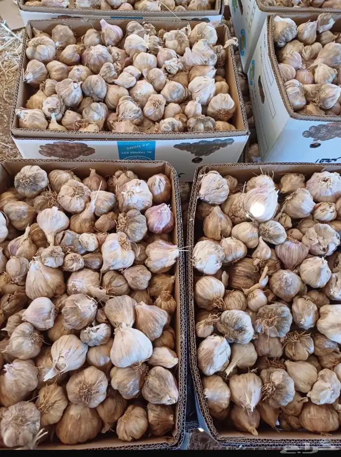 ثوم بلدي احمر نظيف حبه كبير. لزراعه 1