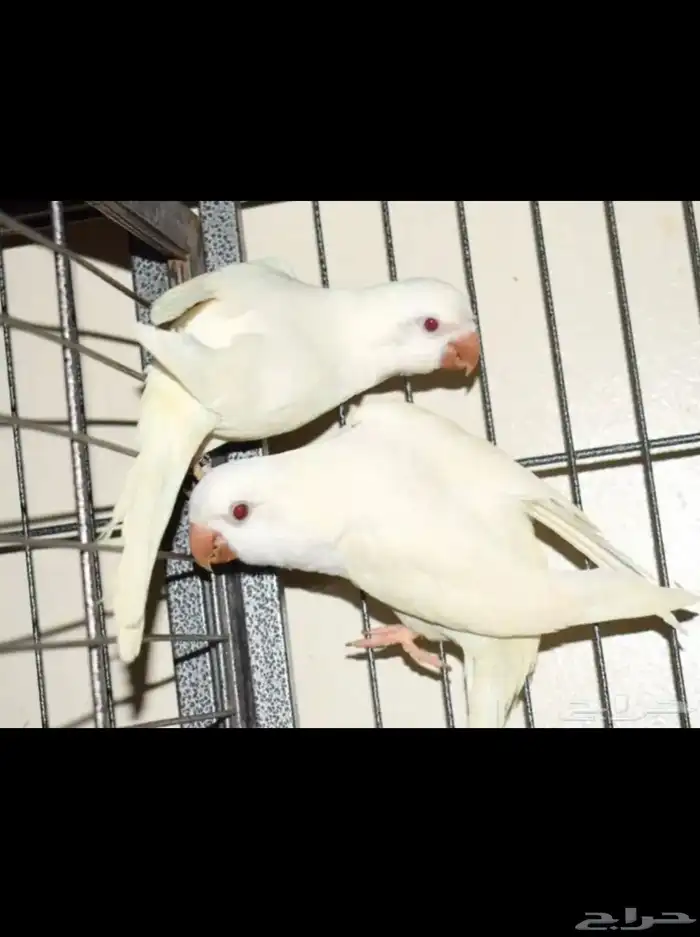 عشه كويكر اجواز حقت انتجه 2