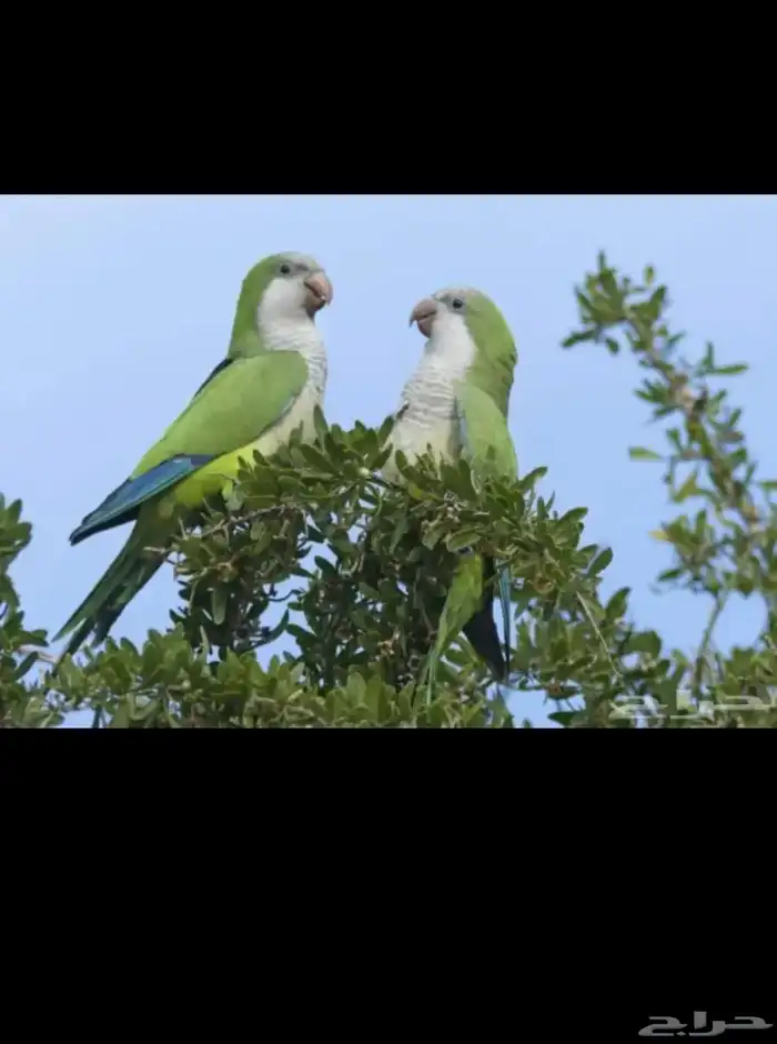 عشه كويكر اجواز حقت انتجه 3