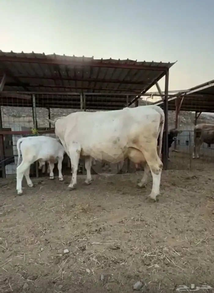 بقره المانيه والد 1