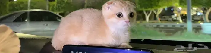 قطط سكوتش فولد 0