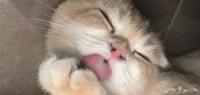 قطط سكوتش فولد 1