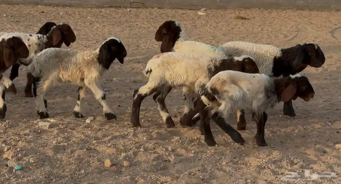 دواغير نعيم الغالب خروف العدد 11 البيع 650 2