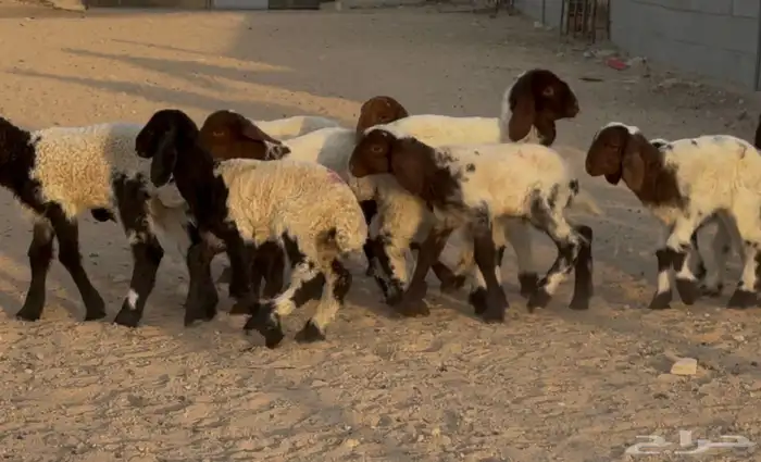 دواغير نعيم الغالب خروف العدد 11 البيع 650 1