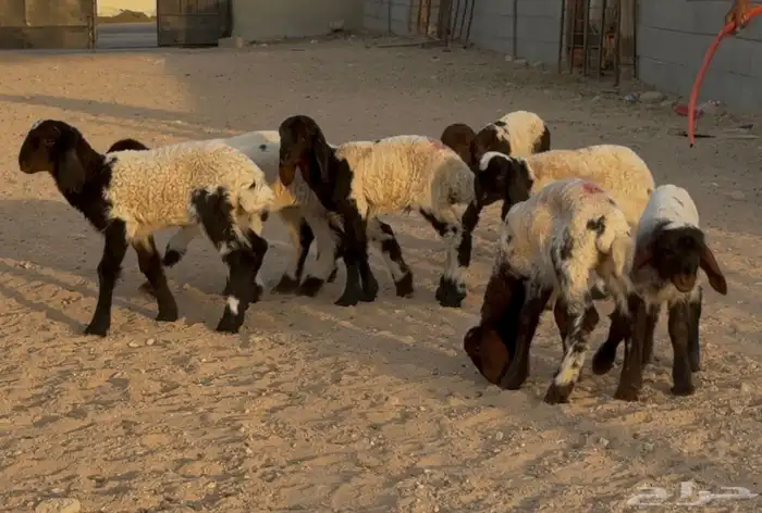 دواغير نعيم الغالب خروف العدد 11 البيع 650 0