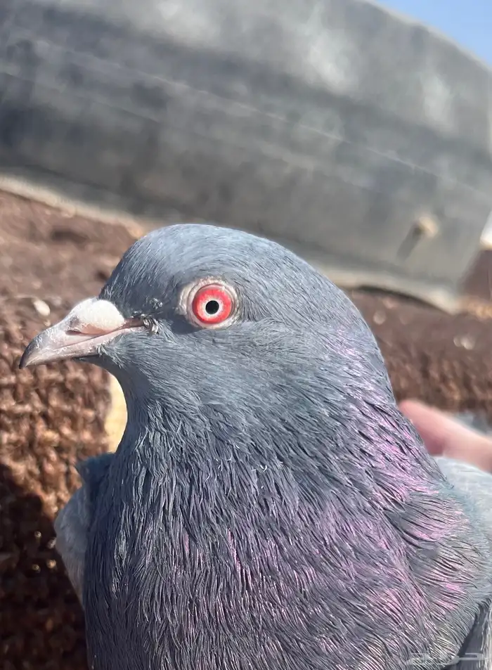 جوز كمنقر كالو فاخر بعياله وجوز سهران بوري 3