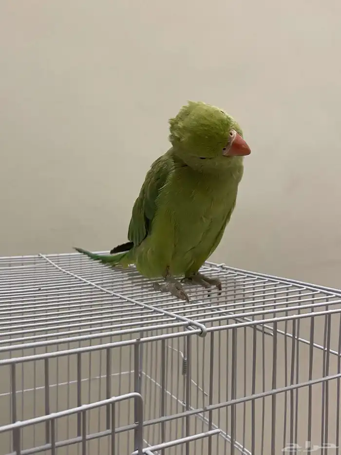 ببغاء درة يتكلم 3