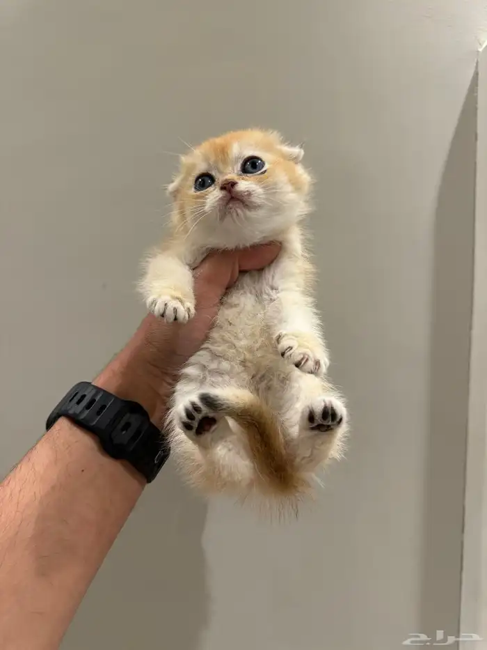 ذكر فولد بيور للبيع 2