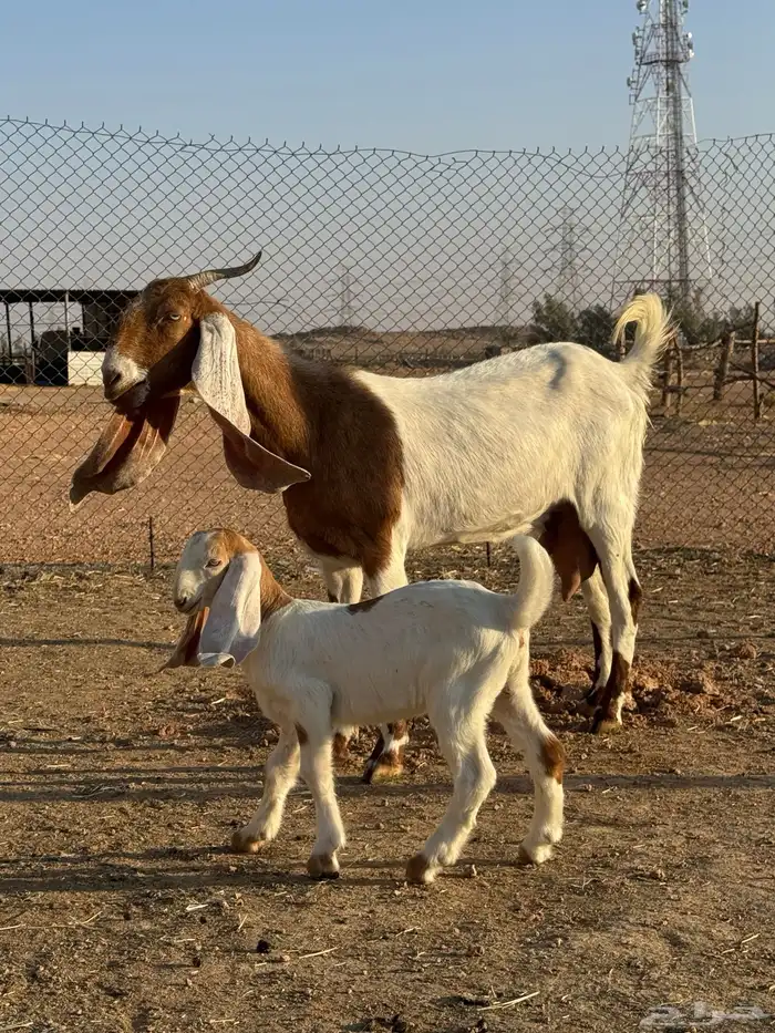 بيعن الله يبارك له معزا ولد مشاريك جروم وحليب 2