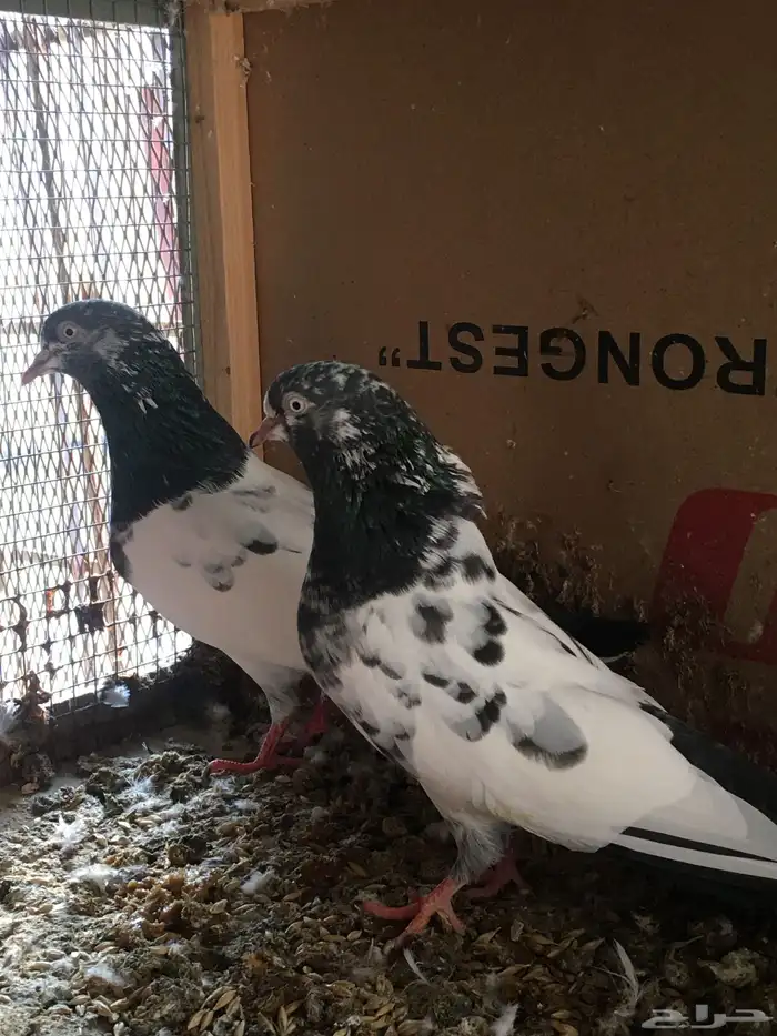 ازواج حمام باكستاني 0