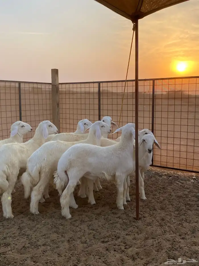 طليان بر للثلاجه 0