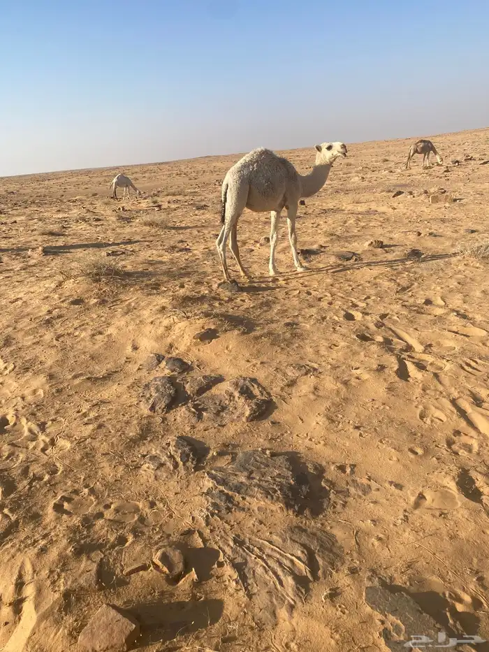 قعدان حيران قصب 2