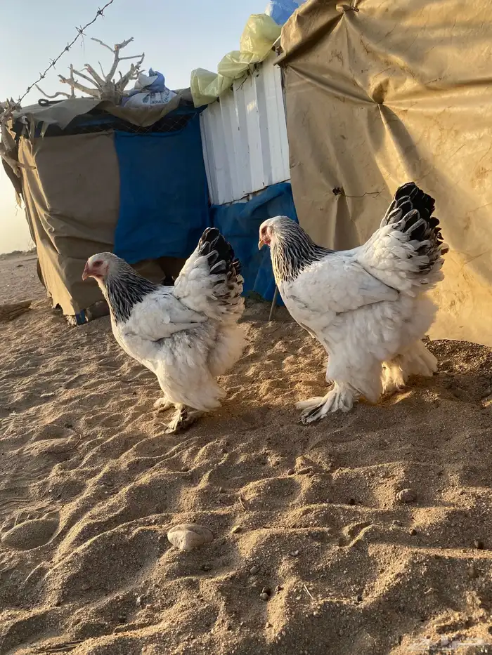 دجاج كولومبي 1