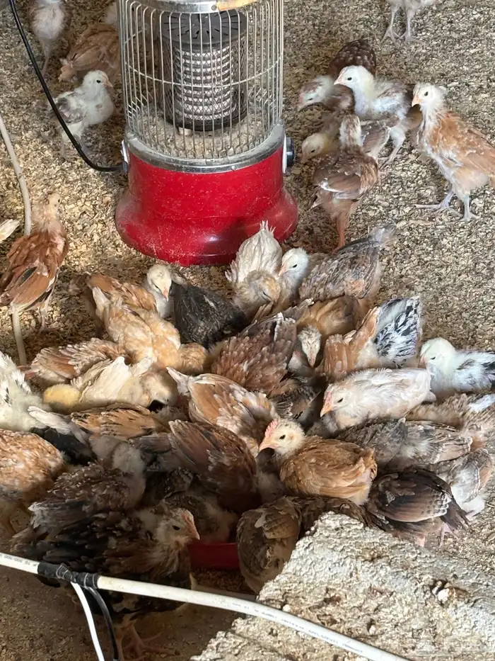 صوص بلدي عمر شهر 0