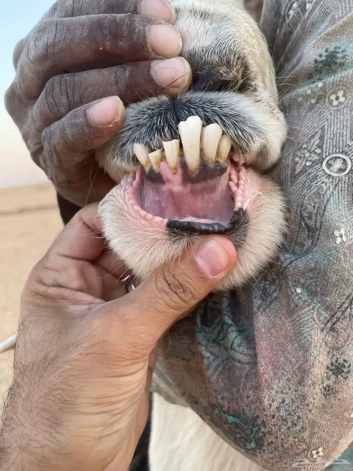خروف نجدي صنف حار ونشيط على القضب 3