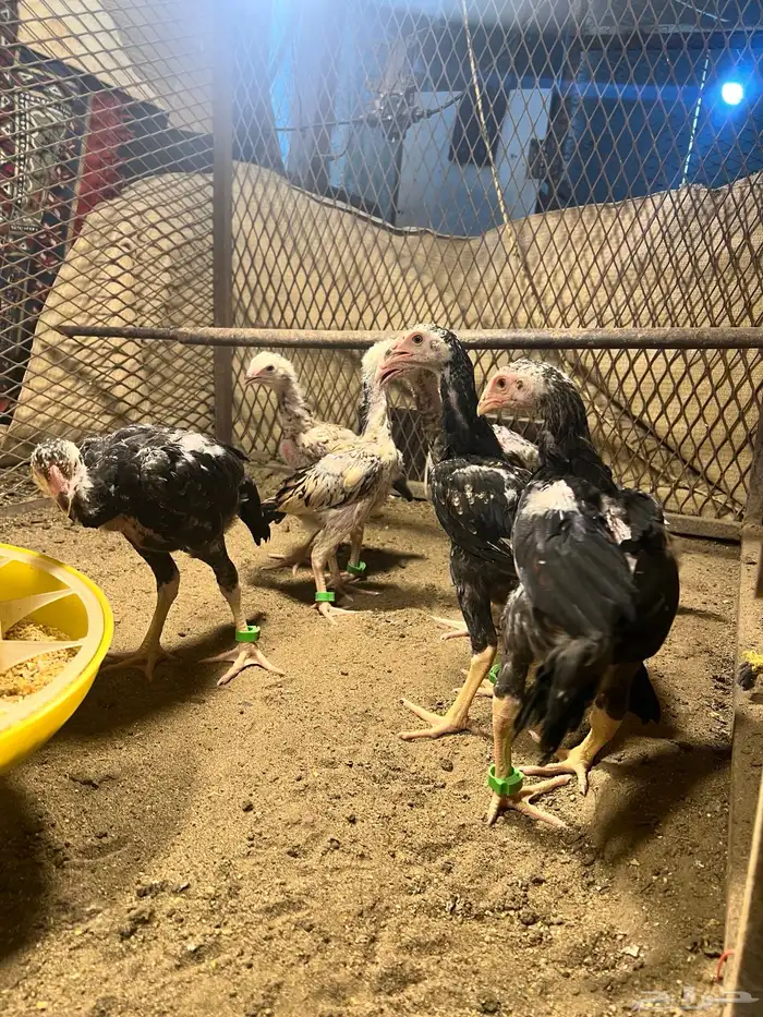 فروخ شامو ياباني 1