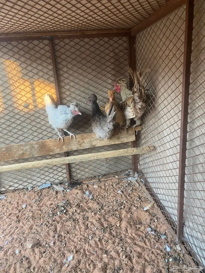 دجاج كويتي 0