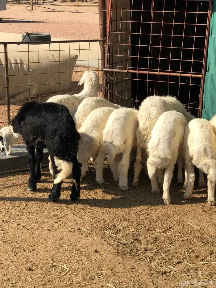 القويعيه الرويضه بالعرض 5