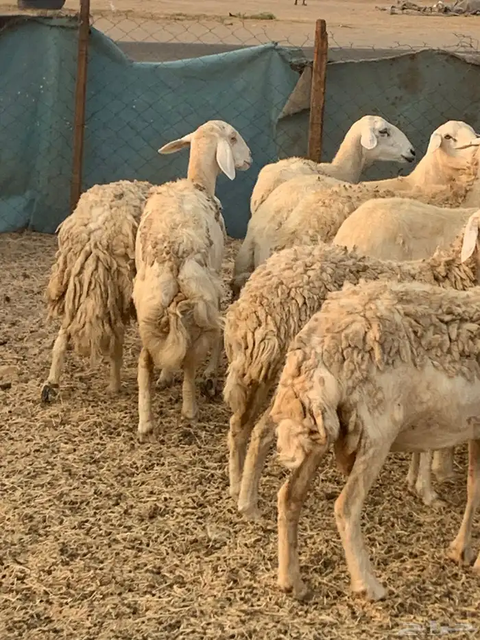 للبيع غنم حريات مواليد ودفيع 2