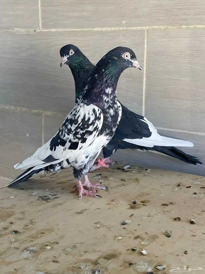 زوج رام بوري آخر ريشه 13