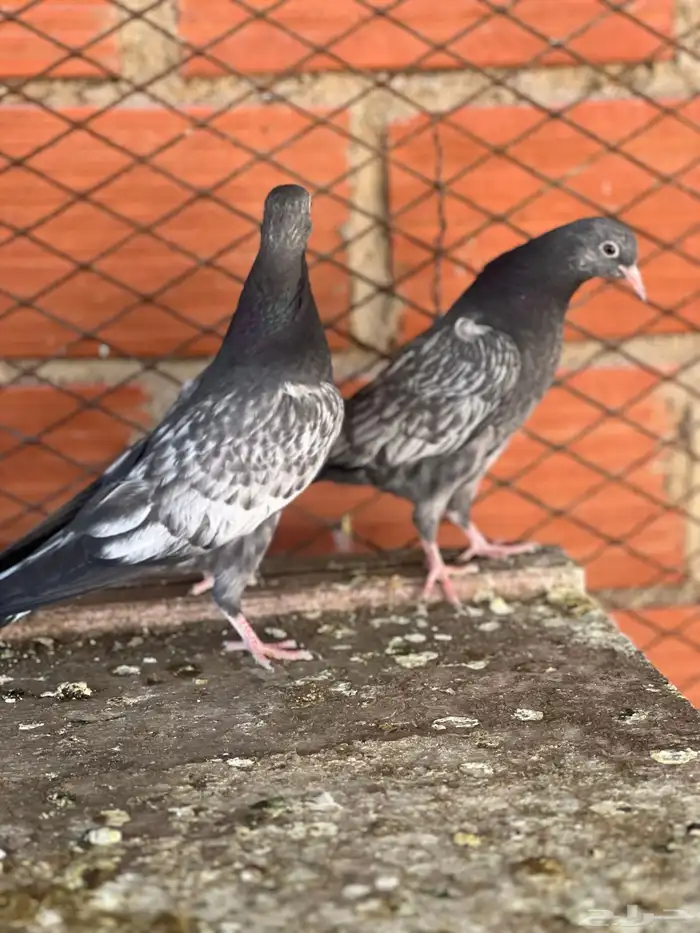 حمام بكساتني 1