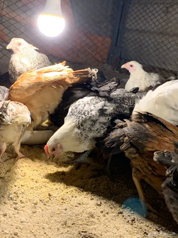 دجاج فراريج بشاير 2