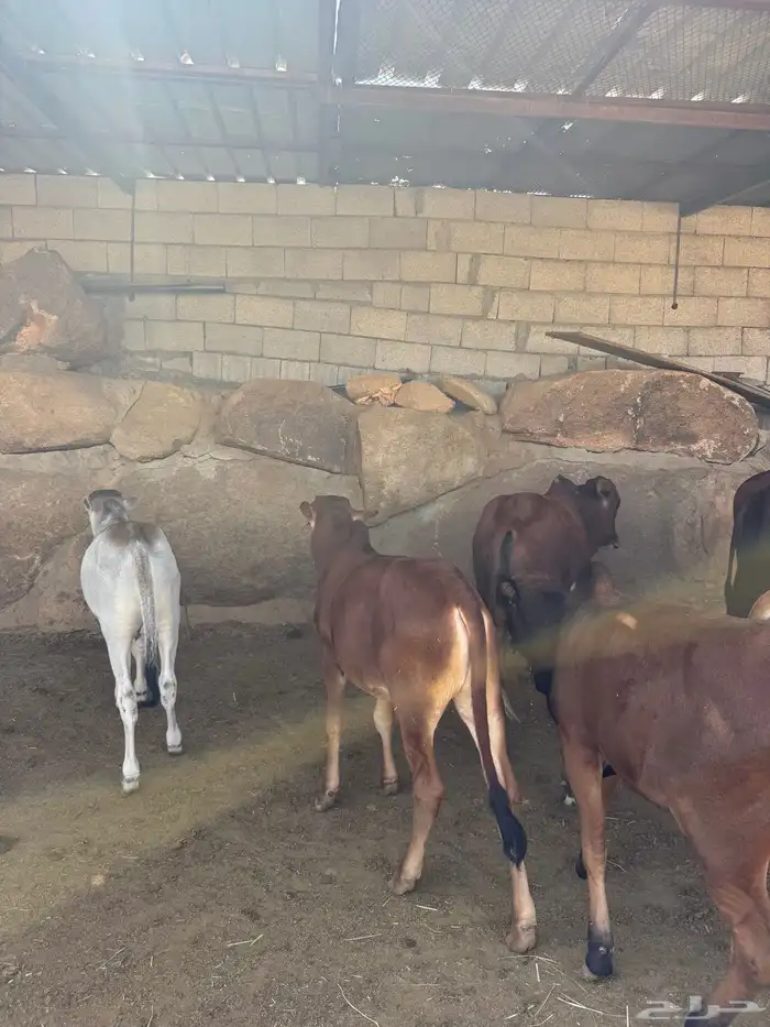 حسلان للبيع بلدي 12