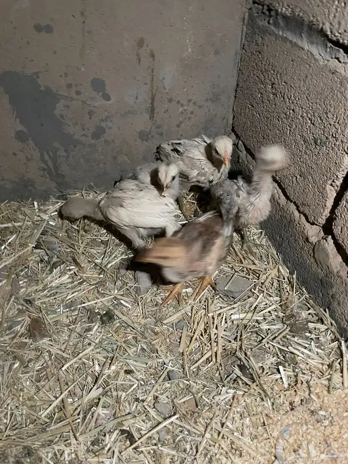 دجاج بكستاني العدد5الصحه شرط 0