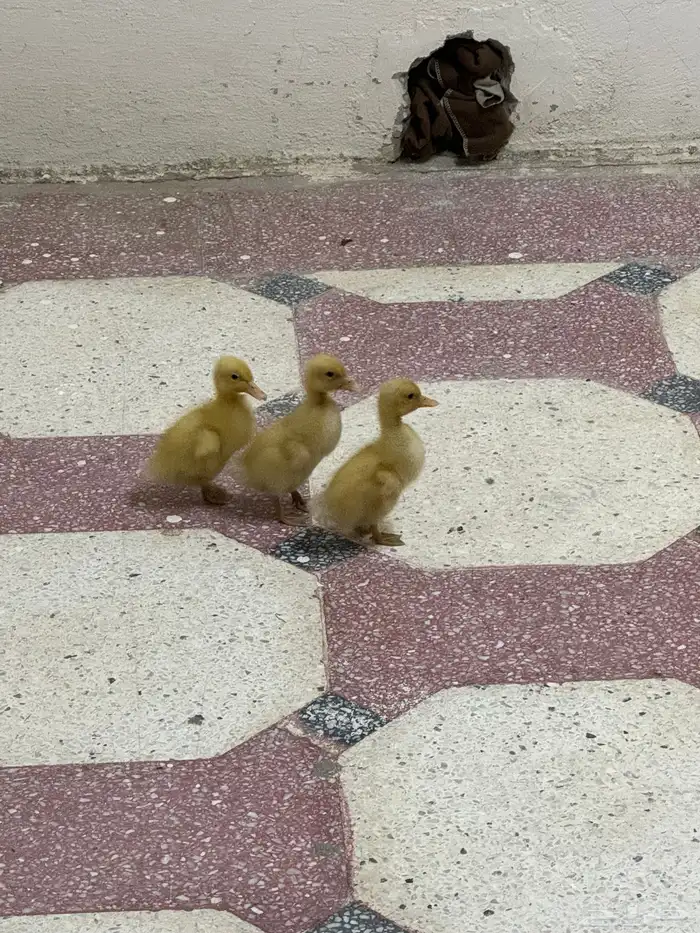 كتكوت بط كتاكيت وز 0