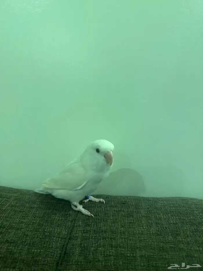 طير روز البينو 1