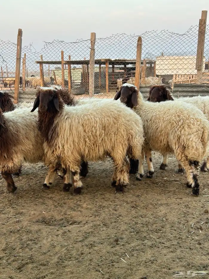 ذبايح وتمايم 1